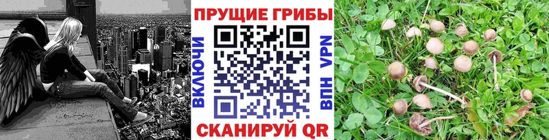Галлюциногенные грибы Cubensis Москва